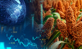 This is the newsroom image for the Demand for Alternative Feed Grains for Broiler Production in an Era of Global Price Uncertainty: The Case of Sorghum report.